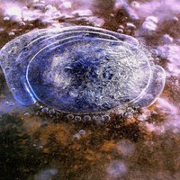 ФОТО: Очевидцы запечатлели "медуз", выброшенных на берег Булльупе