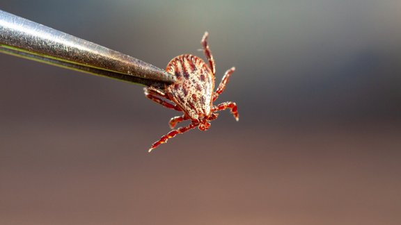 Amblyomma americanum erce