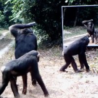 Video: Savvaļas dzīvnieki pirmo reizi ierauga savu spoguļattēlu