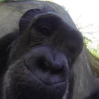 Video: Apķērīga šimpanze divas dienas filmē savu dzīvi ar 'GoPro’