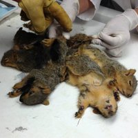 ФОТО: Ветеринары спасли слипшихся бельчат