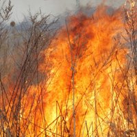 Cīņai ar vērienīgiem kūlas ugunsgrēkiem Nīcā un Liepājā mobilizē visus 'vēju pilsētas' ugunsdzēsējus