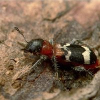В английском графстве Дербишир подсчитают муравьев