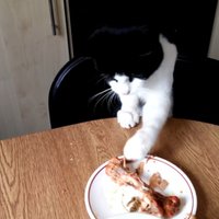 Amizants video: Kaķis zaglīgi čiepj ēdienu no galda