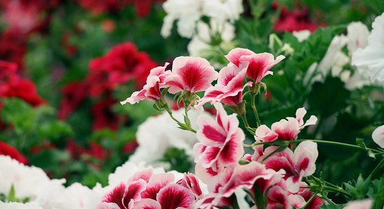 Foto: Botāniskajā dārzā zied smaržīgas un krāsainas pelargonijas