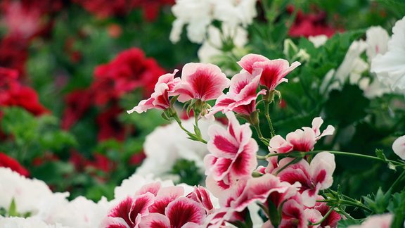  LU Botāniskajā dārzā zied pelargonijas - 14