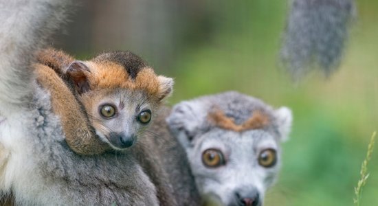 Jaunnedēļ gaidāmi mainīgi laika apstākļi