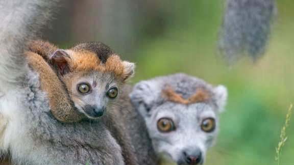 Vainaga lemurs Francijā - 3