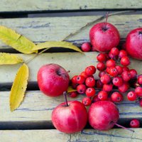 Pīlādžu un ābolu ievārījums