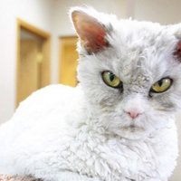 ФОТО: Самый высокомерный кот социальных сетей - Напыщенный Альберт