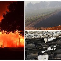 Vīndari izmisumā: Kalifornijas ugunsgrēki posta Napas un Sonomas ieleju vīna dārzus