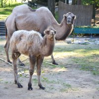 ФОТО, ВИДЕО: у верблюдов в Рижском зоопарке — новый дом