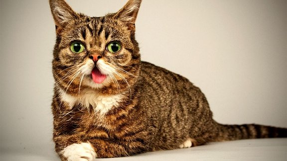 Lil Bub "Facebook" profils