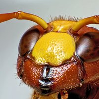 Skaisti un biedīgi kadri: Kukaiņu sejas tuvplānā