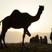 Apēsts Olandam dāvināts kamielis; Mali amatpersonas sola nosūtīt vietā lielāku