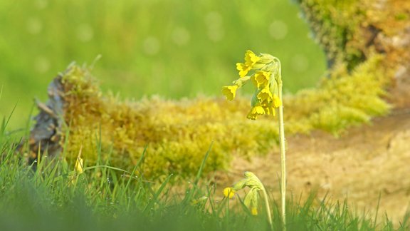 Primula veris  gaiļbiksīte gaiļpiesis gaiļpieši pavasaris aprīlis maijs