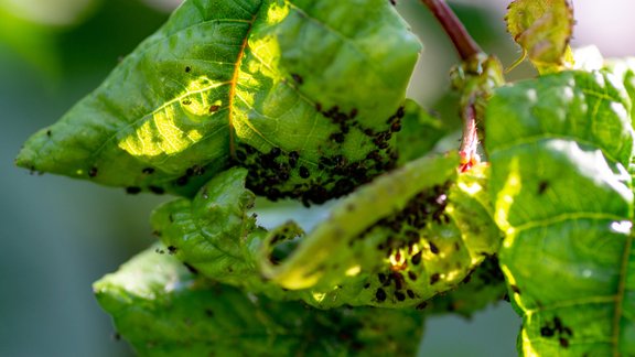 laputis, laputs, dārza kaitēkļi, aphids  