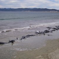 В Чили на берег выбросились сотни китов