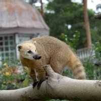 Sestdien Rīgas Zoo ielūdz uz Vēstures nakti un atklāj izstādi 'Osteo stāsti zoodārzā'