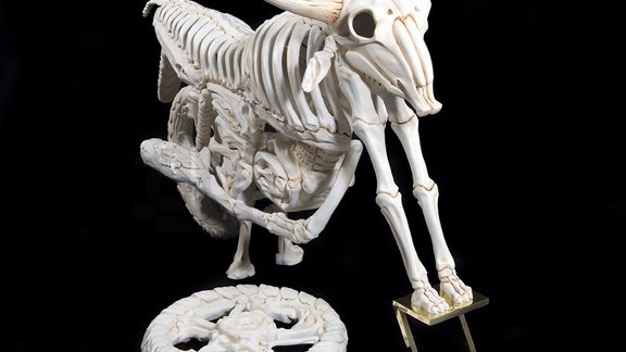 bone-vehicles-by-jitish-kallat-designboom-02