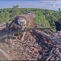 Video: Zivjērgļu mamma uz ligzdu atnes zaru un to ieriktē virs mazuļa