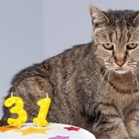 Miris par vecāko kaķi pasaulē uzskatītais Natmegs, kas nodzīvoja 32 gadus