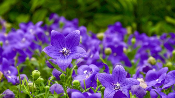 platpulkstenīte, Platycodon grandiflorus