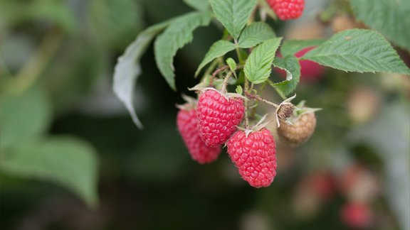 rudens avenes ogulājs 