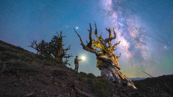 Ancient Bristlecone Pine