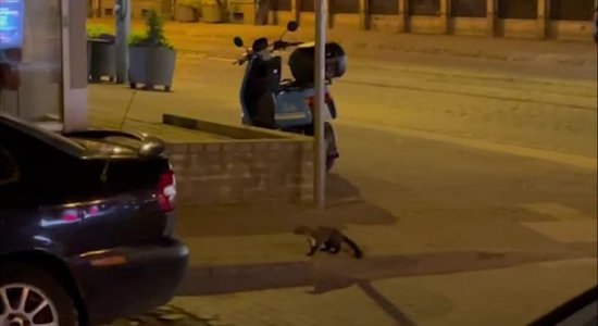 ВИДЕО: Деловая куница разгуливает по ночной Риге