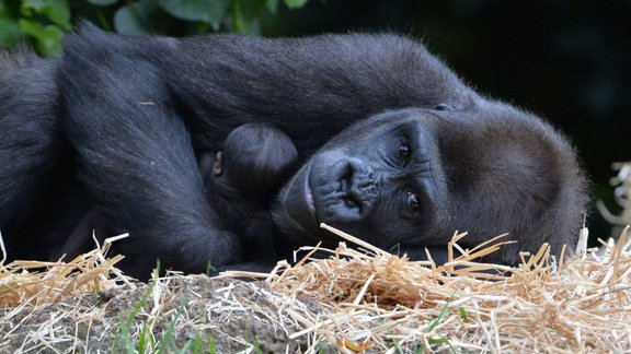 Gorilla un mazulis Melburnas Zoo - 1