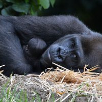 Aizkustinoši foto: Gorillu mamma atrāda pasaulei savu jaundzimušo