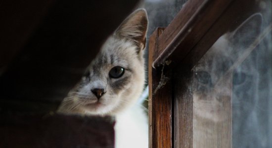 Kaķi var palīdzēt atrisināt noziegumus, liecina eksperiments
