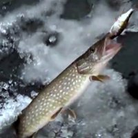 Video: Burtnieku ezerā plaukst maluzvejniecība un uzdarbojas piesārņotāji