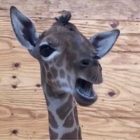 Video: Skaņa, ko negadās bieži dzirdēt – žirafe ASV rāda vokālās dotības