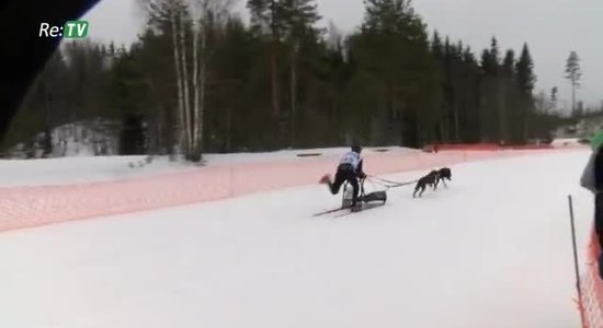 Norisinājās Latvijas kamanu suņu sporta starptautiskās sacensības