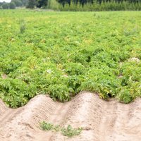 Исследование: запрещенные пестициды – в организме каждого третьего латвийца