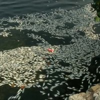 Riodežaneiro olimpiskajā airēšanas kanālā uzpeld tūkstošiem beigtu zivju