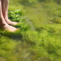 Izskalotās jūras aļģes kā mēslojums dārzā: kur un kā tās pareizi izmantot
