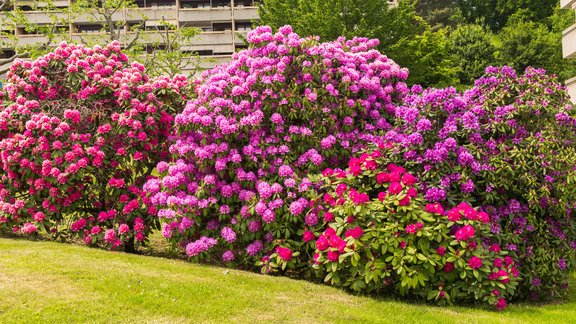 rododendri pagalms pavasaris mauriņš