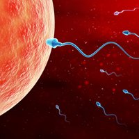 Olšūnas un embriji 'rezervē'. Kā neļaut bioloģiskajam pulkstenim kontrolēt dzīvi