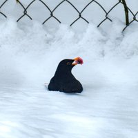 Rīgā izsludināts augstākā līmeņa – sarkanais – brīdinājums par snigšanu