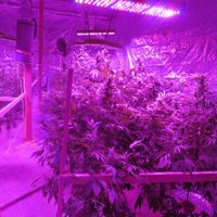 Iecavā atklāj marihuānas audzētavu; konfiscē aprīkojumu desmitiem tūkstošu eiro vērtībā
