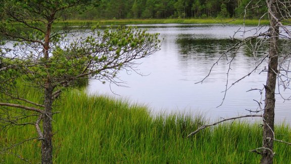 Bezdibeņa ezera taka (Kalnansu purva taka) - 3