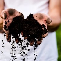Palutini dārzu veselīgi: augsnes uzlabošanas līdzekļu salīdzinājums