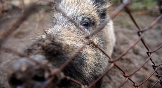 Āfrikas cūku mēris pirmo reizi konstatēts mežacūkām Rundāles, Sēmes un Lutriņu pagastos