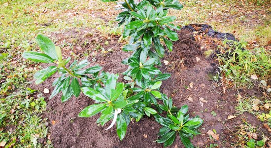 Stādām rododendrus rudenī! Stādīšanas knifi un auga sagatavošana ziemai