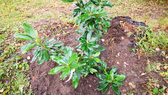 rododendrs, jauns rododendrs, rododendru stādīšana, rododendri