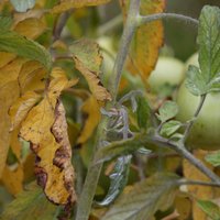 Neveselīgas un bojātas lapas tomātiem siltumnīcā – kā glābt augus