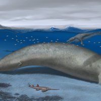 'Kolosālais valis no Peru' varētu būt bijis smagākais dzīvnieks uz Zemes